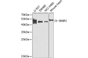 Western blot analysis of extracts of various cell lines, using BNIP2 antibody (ABIN6131406, ABIN6137618, ABIN6137619 and ABIN6221879) at 1:1000 dilution. (BNIP2 anticorps  (AA 125-280))