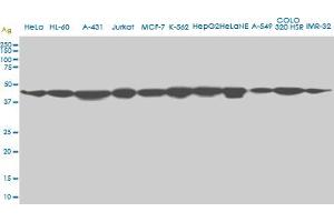 USF2 monoclonal antibody (M01A), clone 5E9. (USF2 anticorps  (AA 1-100))
