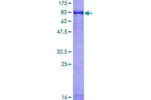 V-Akt Murine Thymoma Viral Oncogene Homolog 1 (AKT1) (AA 1-480) protein (GST tag)