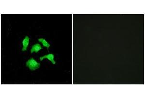Immunofluorescence (IF) image for anti-TSC22 Domain Family, Member 1 (TSC22D1) (N-Term) antibody (ABIN1849646) (TSC22D1 anticorps  (N-Term))