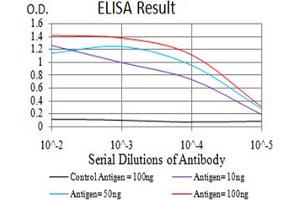 Fig. (beta 2 Adrenergic Receptor anticorps  (AA 302-413))