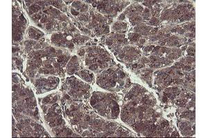 Image no. 9 for anti-TSC22 Domain Family, Member 1 (TSC22D1) antibody (ABIN1501535) (TSC22D1 anticorps)