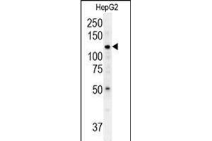 ATP13A3 Antibody (N-term) (ABIN652119 and ABIN2840555) western blot analysis in HepG2 cell line lysates (35 μg/lane). (ATP13A3 anticorps  (N-Term))