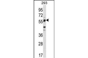 Western blot analysis in 293 cell line lysates (35ug/lane). (SIGLEC6 anticorps  (C-Term))