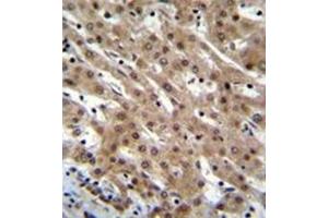 Formalin fixed and paraffin embedded human liver tissue reacted with Pinin / PNN  Antibody  followed by peroxidase conjugation of the secondary antibody and DAB staining. (PNN anticorps  (Middle Region))