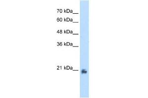 METTL7A antibody used at 2. (METTL7A anticorps  (N-Term))