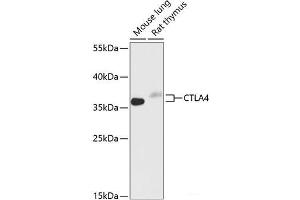 Western blot analysis of extracts of various cell lines using CTLA4 Polyclonal Antibody at dilution of 1:1000. (CTLA4 anticorps)