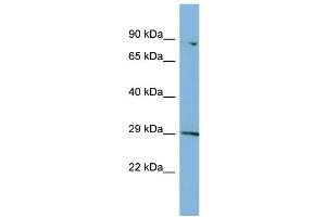 Host:  Rabbit  Target Name:  PA2G4  Sample Type:  HT1080 Whole Cell lysates  Antibody Dilution:  1. (PA2G4 anticorps  (N-Term))