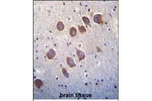 DGKQ Antibody (C-term) (ABIN392717 and ABIN2842188) immunohistochemistry analysis in formalin fixed and paraffin embedded human brain tissue followed by peroxidase conjugation of the secondary antibody and DAB staining. (DGKQ anticorps  (C-Term))