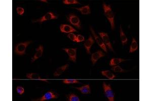 Immunofluorescence analysis of L929 cells using WNT10B Polyclonal Antibody at dilution of 1:100. (WNT10B anticorps)