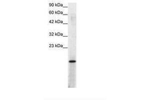 Image no. 2 for anti-Activated RNA Polymerase II Transcriptional Coactivator p15 (SUB1) (AA 62-111) antibody (ABIN307416) (SUB1 anticorps  (AA 62-111))
