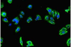 Immunofluorescent analysis of HepG2 cells using ABIN7175933 at dilution of 1:100 and Alexa Fluor 488-congugated AffiniPure Goat Anti-Rabbit IgG(H+L)