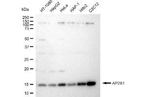 Western blotting analysis using AP2S1 antibody (ABIN7797511). (Recombinant AP2S1 anticorps)