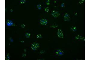 Immunofluorescence (IF) image for anti-Induced Myeloid Leukemia Cell Differentiation Protein Mcl-1 (MCL1) antibody (ABIN1499344) (MCL-1 anticorps)
