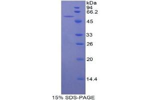 SDS-PAGE analysis of Mouse bACE1 Protein.