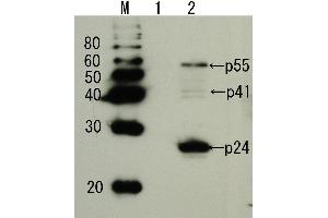Western Blotting (WB) image for anti-Human Immunodeficiency Virus 1 Capsid (HIV-1 p24) (full length) antibody (ABIN2452021) (HIV-1 p24 anticorps  (full length))