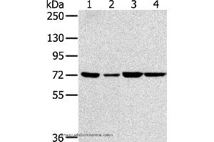 Western blot analysis of NIH/3T3, A549, 293T and hela cell, using SNX2 Polyclonal Antibody at dilution of 1:300 (Sorting Nexin 2 anticorps)