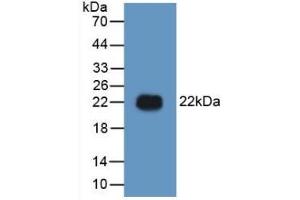 Detection of Recombinant HMG1, Human using Polyclonal Antibody to High Mobility Group Protein 1 (HMGB1) (HMGB1 anticorps  (AA 9-163))