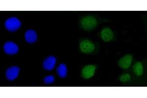 IF analysis of Angiomotin/AMOT using anti-Angiomotin/AMOT antibody (ABIN7599826). (Angiomotin anticorps  (AA 12-622))