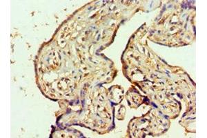 Immunohistochemistry of paraffin-embedded human placenta tissue using ABIN7160642 at dilution of 1:100