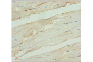 Immunohistochemistry of paraffin-embedded human skeletal muscle tissue using ABIN7167840 at dilution of 1:100