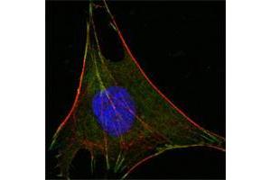 Confocal immunofluorescence analysis of L-02 cells using GPI mouse mAb (green).