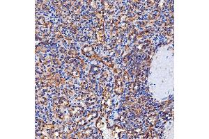 IHC analysis of SERAC1 using anti-SERAC1 antibody (ABIN7602709). (SERAC1 anticorps  (AA 97-623))