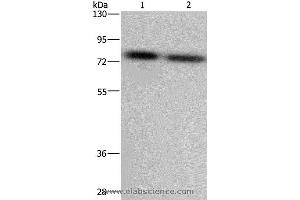 Western blot analysis of LoVo and Hela cell, using PABPC1 Polyclonal Antibody at dilution of 1:500 (PABP anticorps)