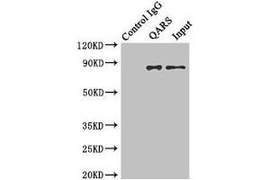 Immunoprecipitating QARS in Hela whole cell lysate Lane 1: Rabbit control IgG instead of (1 μg) instead of ABIN7154026 in Hela whole cell lysate.
