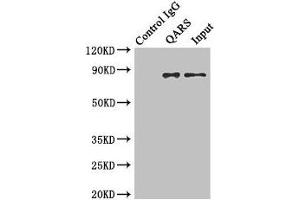 Immunoprecipitating QARS in Hela whole cell lysate Lane 1: Rabbit control IgG instead of (1 μg) instead of ABIN7154026 in Hela whole cell lysate. (QARS anticorps  (AA 1-250))