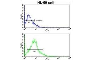 Flow cytometric analysis of HL-60 cells using ACE2 (SARS Receptor) Antibody (Center)(bottom histogram) compared to a negative control cell (top histogram). (ACE2 anticorps  (AA 140-172))