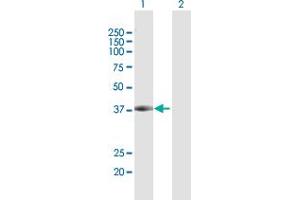 Western Blot analysis of DCPS expression in transfected 293T cell line by DCPS MaxPab polyclonal antibody. (DCPS anticorps  (AA 1-337))