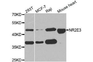 Western Blotting (WB) image for anti-Nuclear Receptor Subfamily 2, Group E, Member 3 (NR2E3) antibody (ABIN1882361) (NR2E3 anticorps)