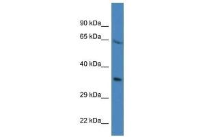 Western Blot showing Prr16 antibody used at a concentration of 1. (PRR16 anticorps  (N-Term))