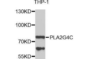 Western blot analysis of extracts of THP-1 cells, using PLA2G4C antibody.