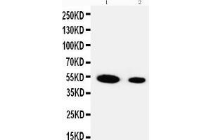 Lane 2: Recombinant Human FSTL3 Protein 5ng (FSTL3 anticorps  (Middle Region))
