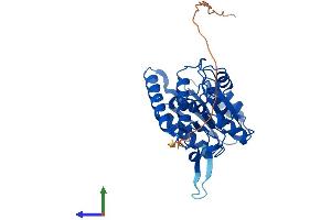 AlphaFold protein structure predicition of Human Recombinant MTHFD2L Protein, UniprotID Q9H903