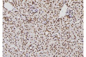 ABIN6276776 at 1/100 staining Mouse kidney tissue by IHC-P. (XPA anticorps  (Internal Region))