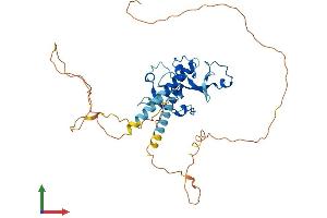 AlphaFold protein structure predicition of Human Recombinant MBNL2 Protein, UniprotID Q5VZF2