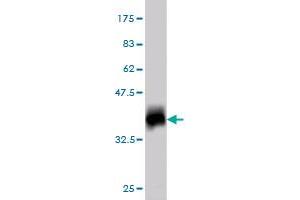 Western Blot detection against Immunogen (38.