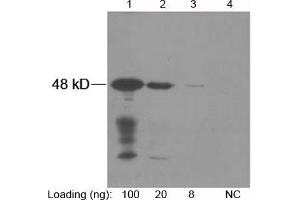 Lane 1-3: NWSHPQFEK fusion protein expressed in E. (Strep Tag II anticorps)