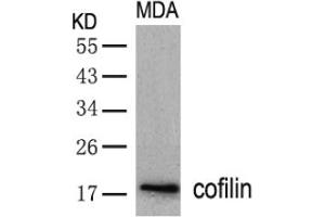 Image no. 2 for anti-Cofilin 1 (CFL1) (AA 1-5), (N-Term) antibody (ABIN197372) (Cofilin anticorps  (N-Term))