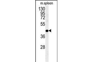 PGD Antibody (Center) (ABIN651639 and ABIN2840342) western blot analysis in mouse spleen tissue lysates (35 μg/lane). (PGD anticorps  (AA 236-265))