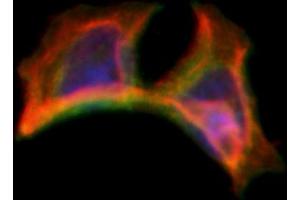 ABIN6263302 and ABIN6266595 staining Hela by IF/ICC.