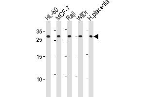 CLIC1 Antibody (Center) (ABIN1881210 and ABIN2843618) western blot analysis in HL-60,MCF-7,Raji,WiDr cell line and human placenta tissue lysates (35 μg/lane). (CLIC1 anticorps  (AA 136-166))