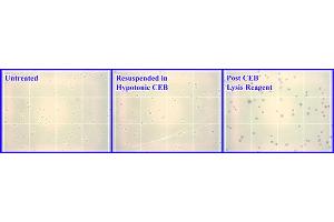 Western Blotting (WB) image for Nuclear/Cytosolic Fractionation Kit (ABIN2344804)