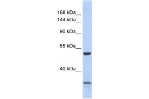 Western Blotting (WB) image for anti-Zinc Finger Protein 777 (ZNF777) antibody (ABIN2458368) (ZNF777 anticorps)