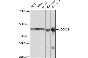 Western blot analysis of extracts of various cell lines, using UQCRC2 Rabbit mAb (ABIN1679334, ABIN3018863, ABIN3018864 and ABIN7101676) at 1:1000 dilution.