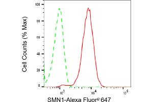 Flow cytometric analysis of SMN1 expression in HepG2 cells using SMN1 antibody (ABIN7800470), 1:2,000). (Recombinant SMN1 anticorps)