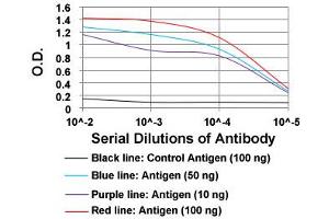 ELISA analysis of ROR2 monoclonal antibody, clone 6F2D10  at 1:10000 dilution. (ROR2 anticorps  (AA 59-155))